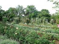Růžová zahrada na Petříně, autor: Tomáš*