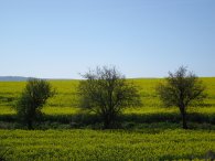 Zeleno-žluto-modrá kombinace, autor: Tomáš*