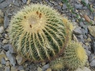 Kaktus, autor: Tomáš*
